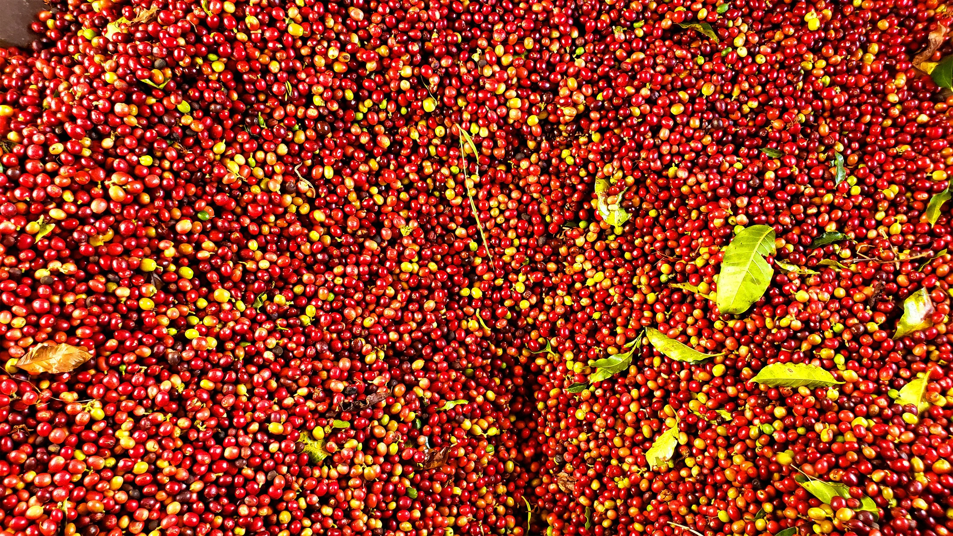 café recién cosechado