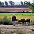 Syndics de copropriété à MENONCOURT (90150)