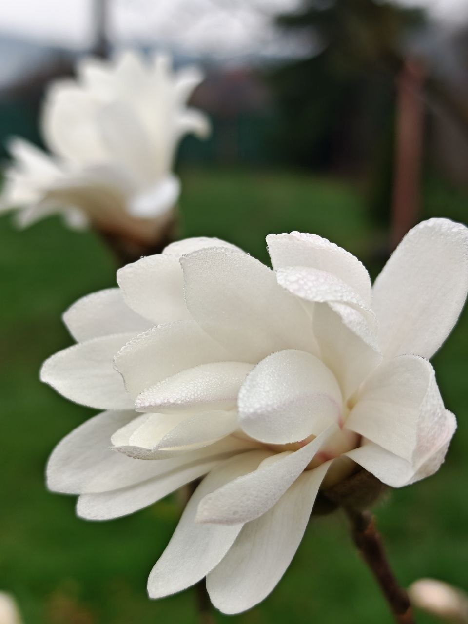 White magnolia bloom at Two Boots Ranch on a cool spring morning