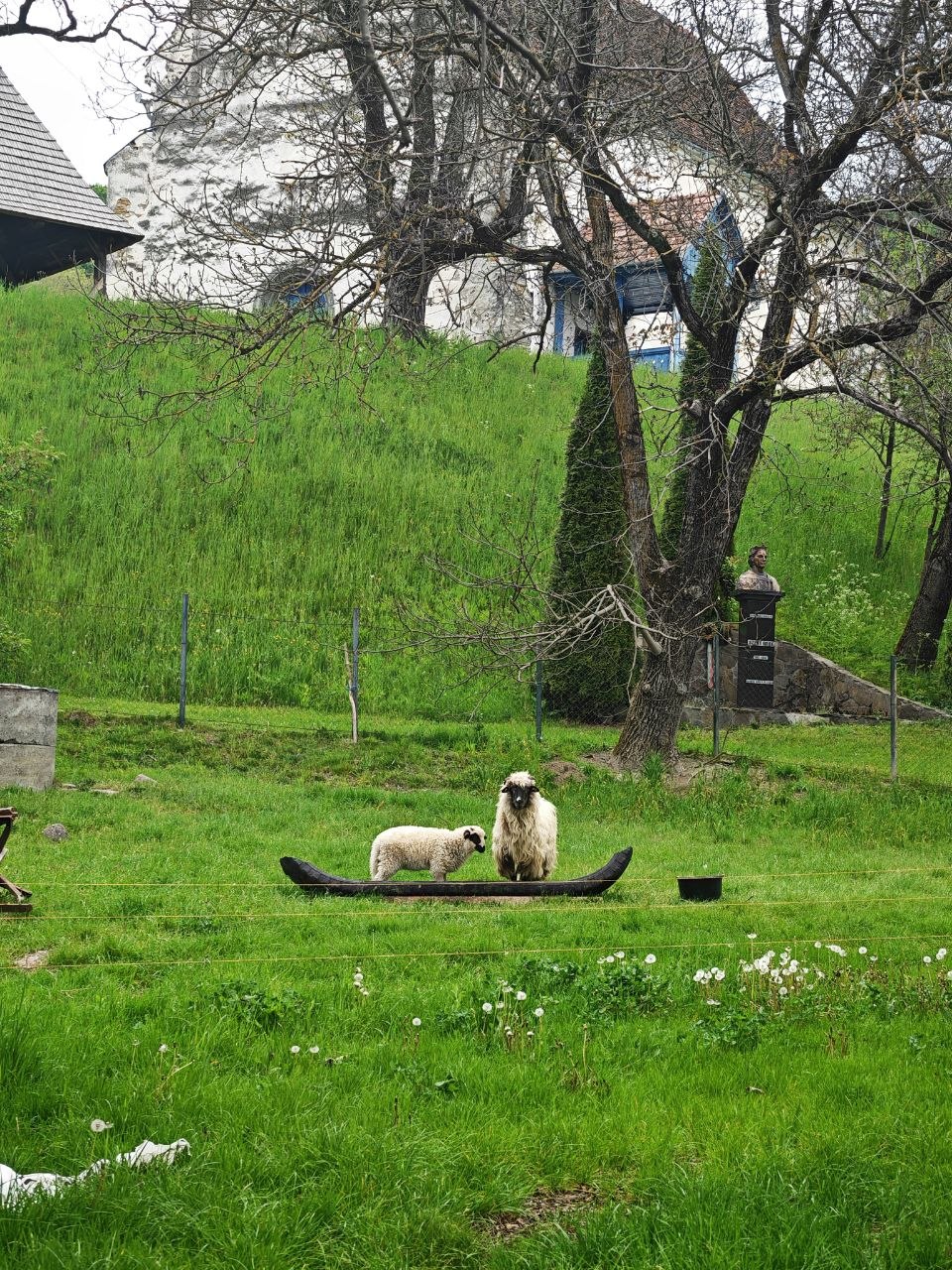 Sheep near the village road with countryside and old church atmosphere