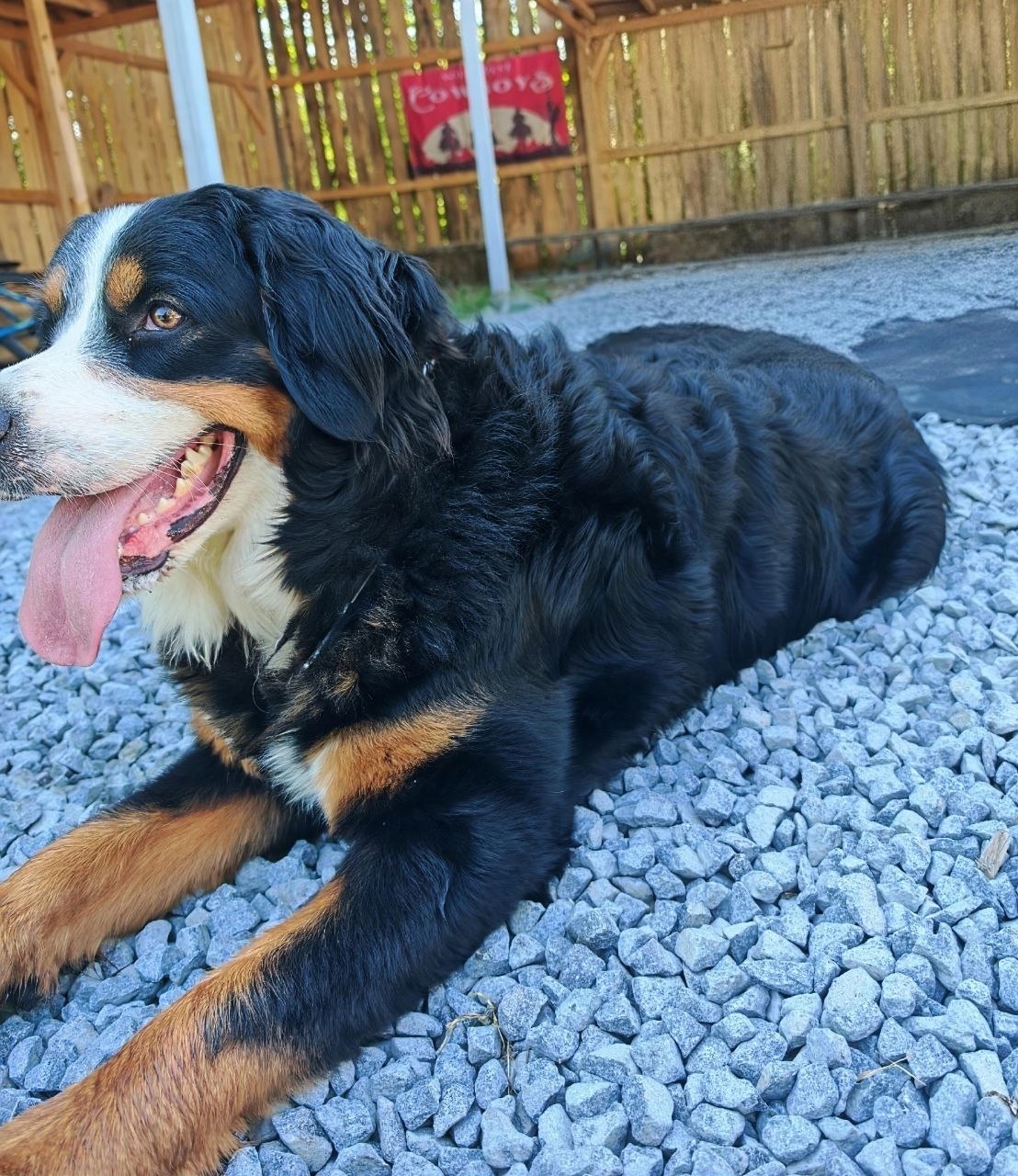 Bella resting at Two Boots Ranch