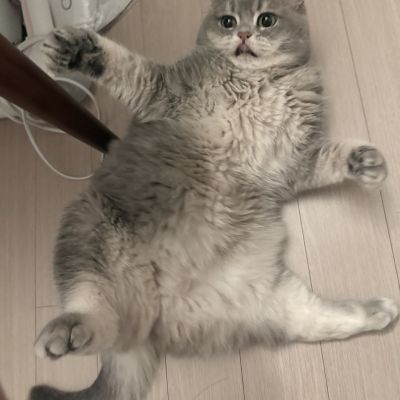 꼬냑