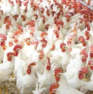 Mahmood Feed (pvt.) Limited