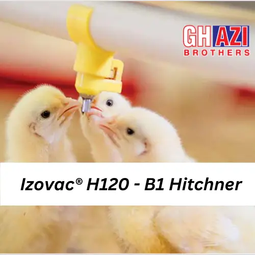 Izovac┬« H120 ΓÇô B1 Hitchner