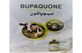 Bupaquone 50ml Injection