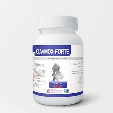 Clavomox Powder