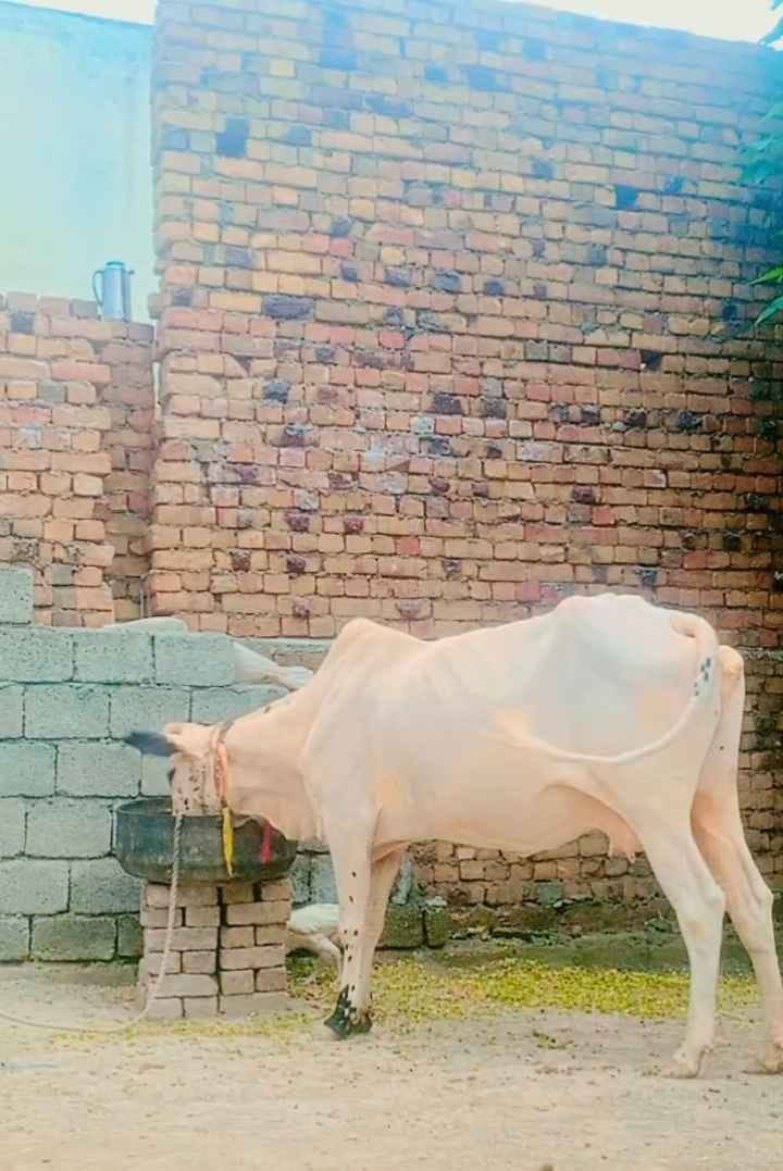 Cow