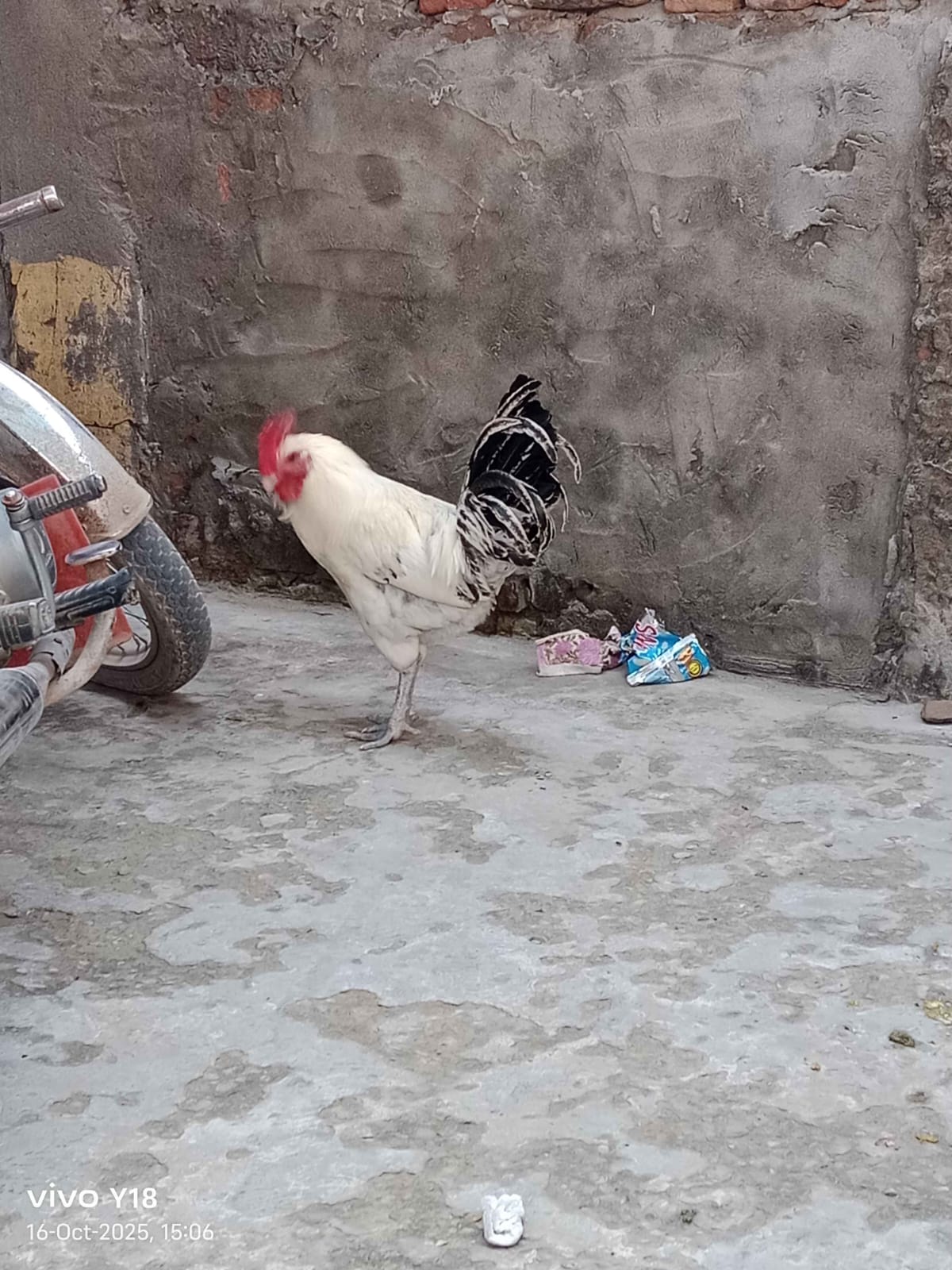 Chicken