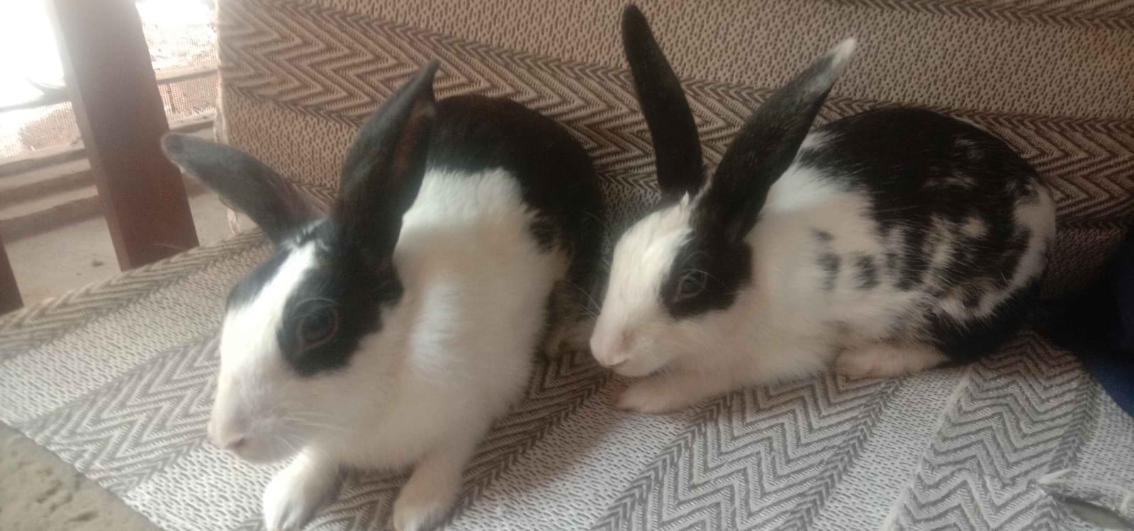 Rabbit