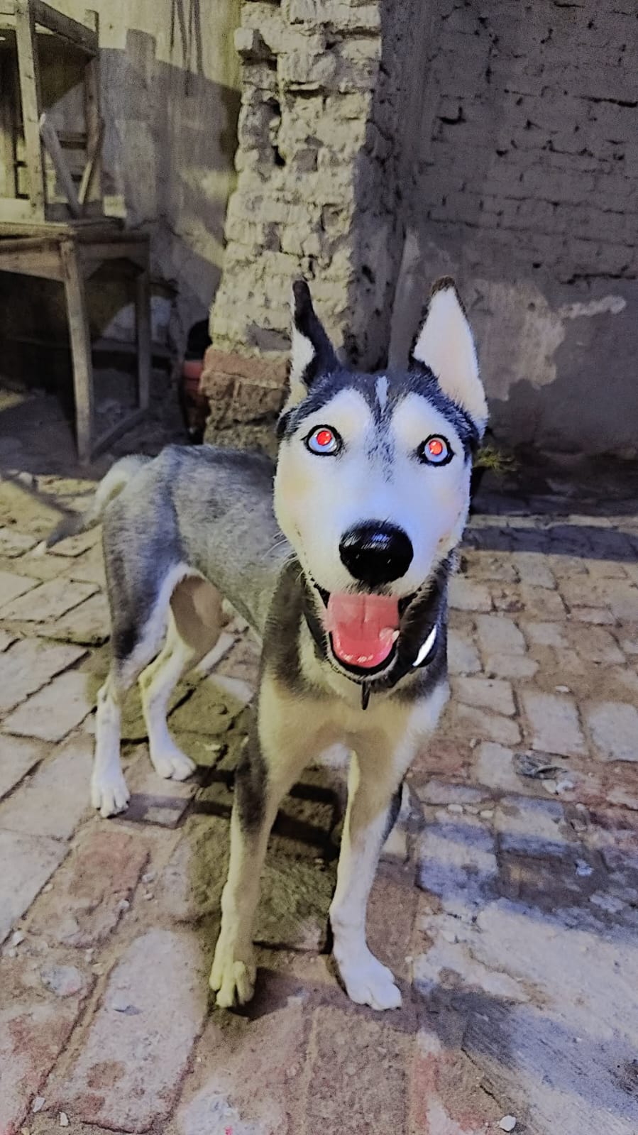 Dog