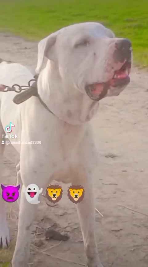 Dog