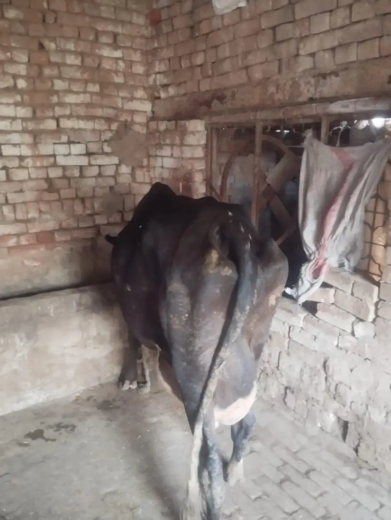 Cow For Sale | گائے
