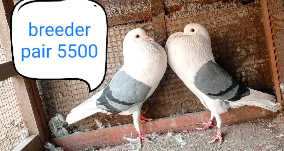 fancy pigeon | kabutar| Jacobin