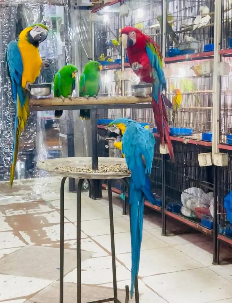 African Grey parrot Ring 