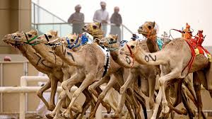 Camel Racing Veterinary Pharmacy Trading