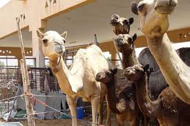 Camel Racing Supplies (CRS) Trading LLC