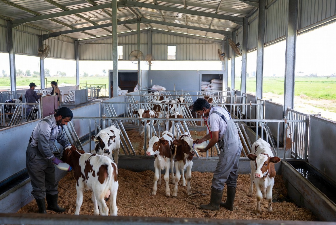 Veterinary assistant required at a dairy farm in sargodha for calf section