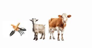 Vetzl customer support