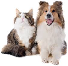 Alnawadir pet care Customer services