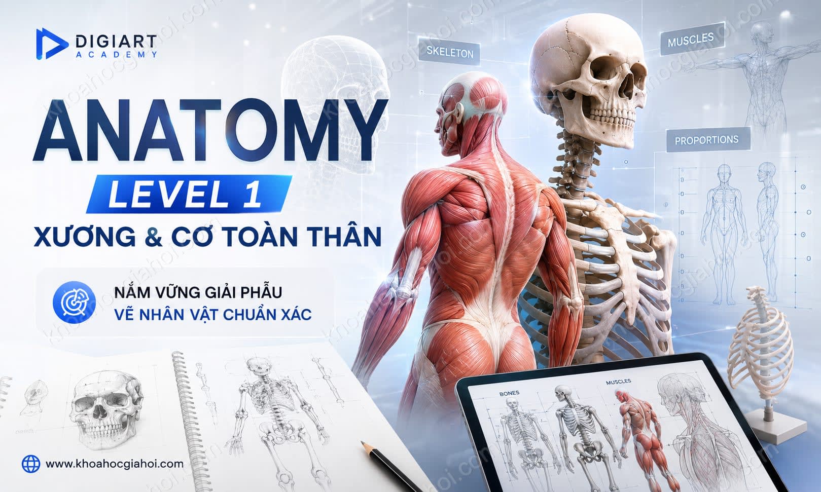 Khóa Học Anatomy Level 1 - Xương Và Cơ Toàn Thân Cùng Digiart Academy