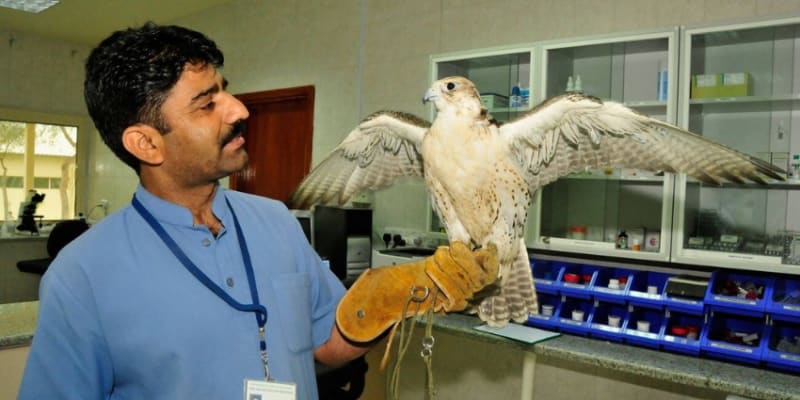 Falcon Hospital Abu Dhabi Tours