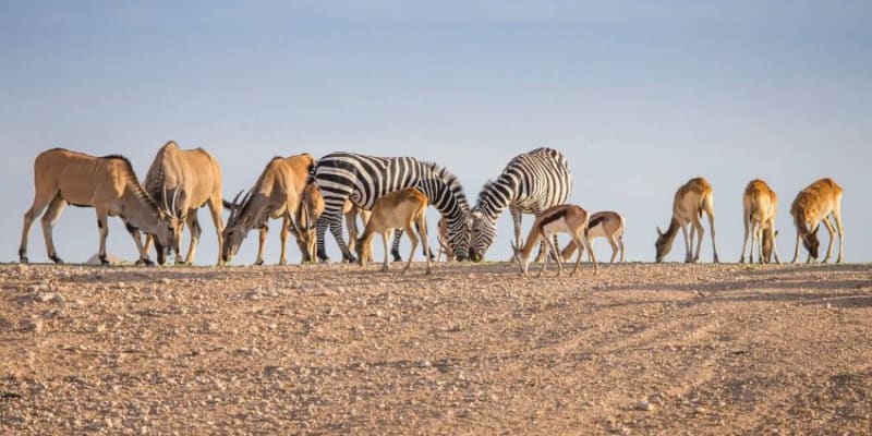 AL Ain Zoo Tickets