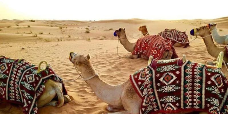 Abu Dhabi Desert Safari Tours