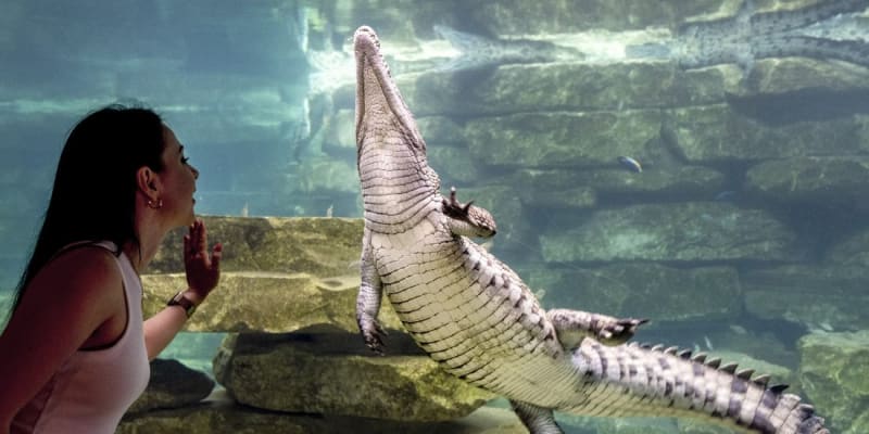 Dubai Crocodile Park Tickets