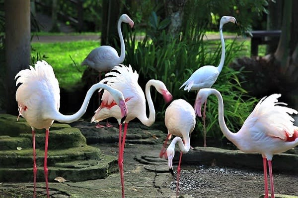 Bali Bird Park Tickets