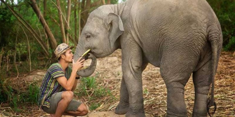 Elephant Jungle Sanctuary Pattaya Tours