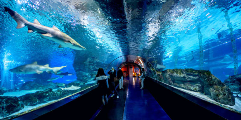 Coex Aquarium Seoul Tickets