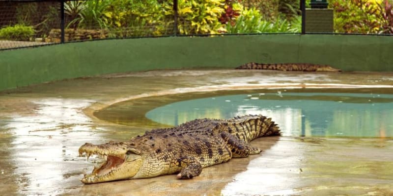 Crocodile Adventureland Langkawi Tickets