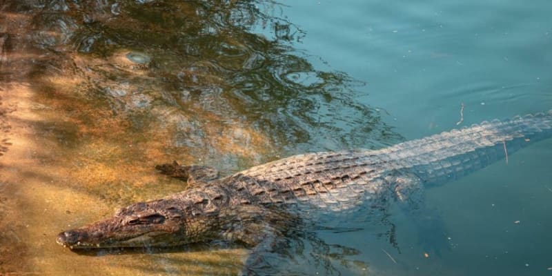 Dubai Crocodile Park Tickets