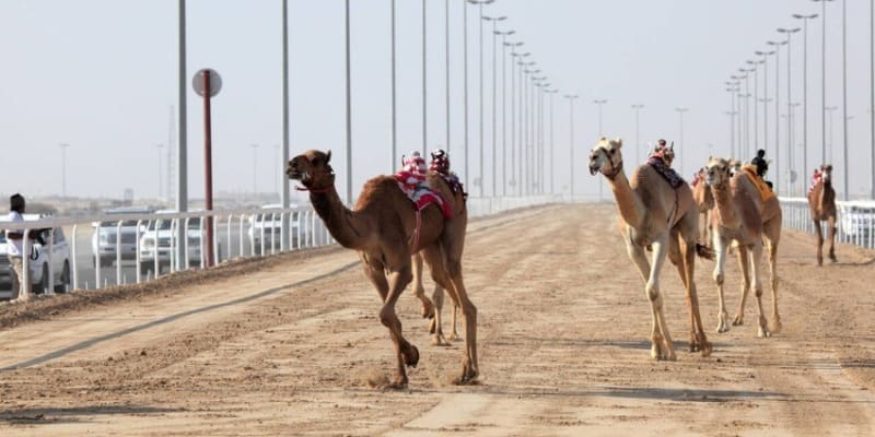 Doha Camel Race Track Tours