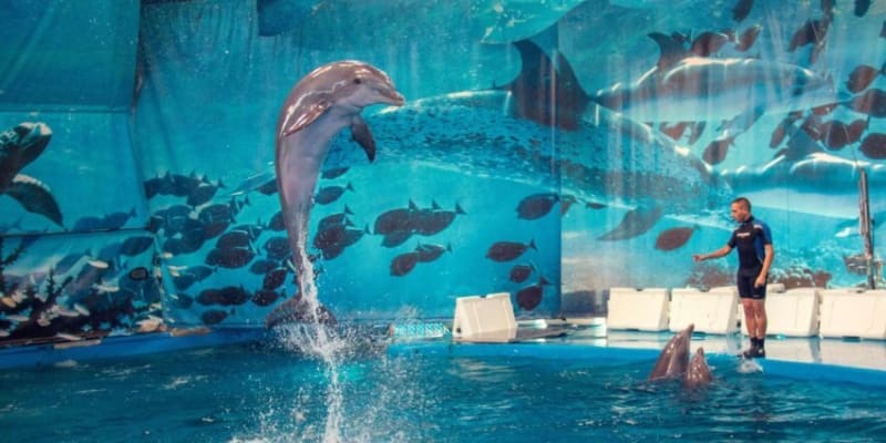 Bottlenose Dolphins Splashing Out Of The Water For Their Dolphin Show.