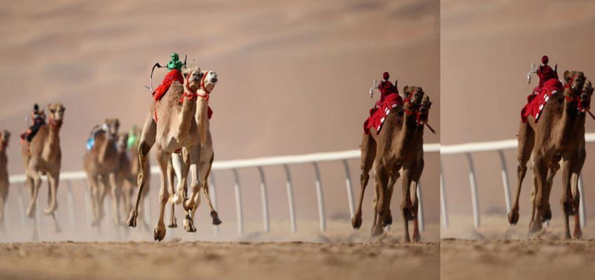 Dubai Desert Camel Safari