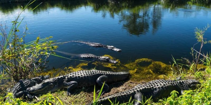 Everglades National Park Tickets