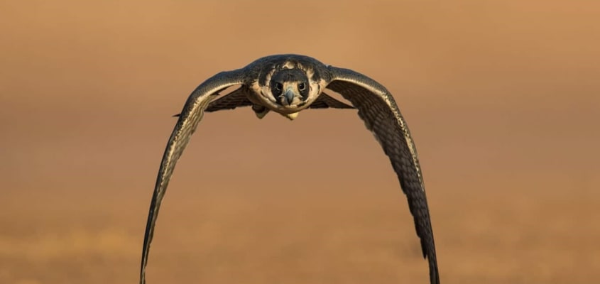 Dubai Falconry Safari Tours