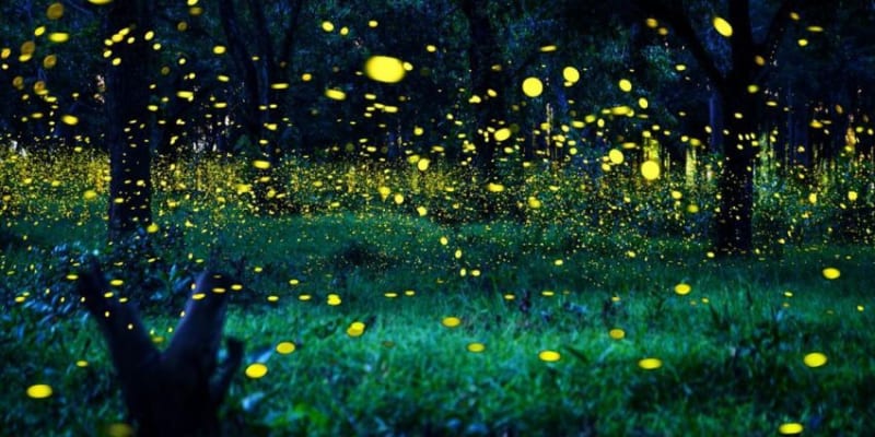 Fireflies Kuala Selangor Tours