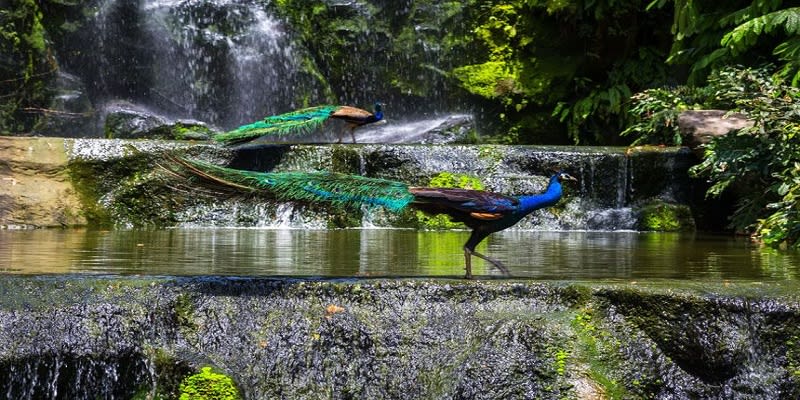 Kuala Lumpur Bird Park Tickets