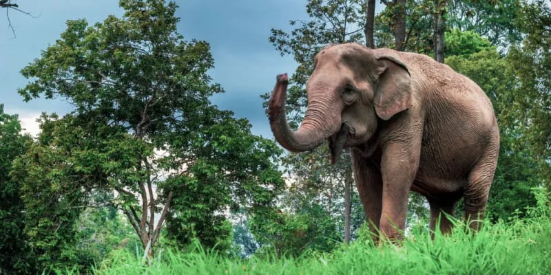 Maesa Elephant Camp Tickets