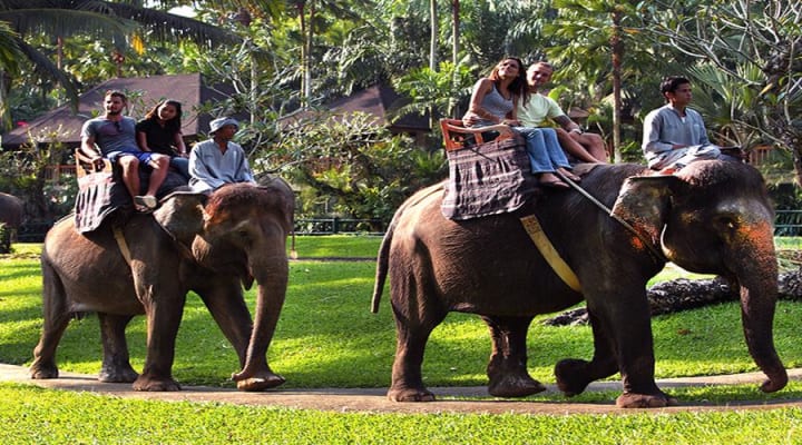 Mason Elephant Park Bali Tickets