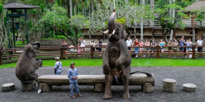 Mason Elephant Park Bali Tickets