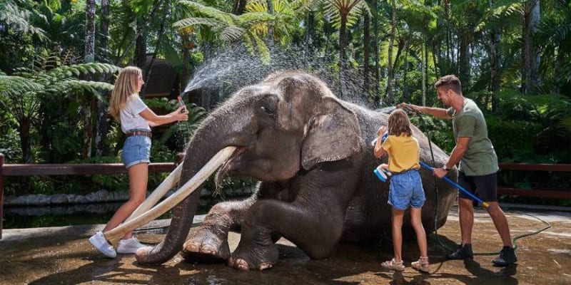 Mason Elephant Park Bali Tickets