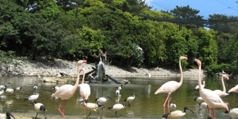 Neo Park Okinawa Tickets