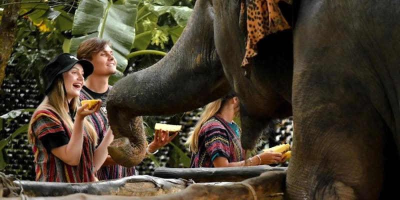 Elephant Jungle Sanctuary Phuket Tours