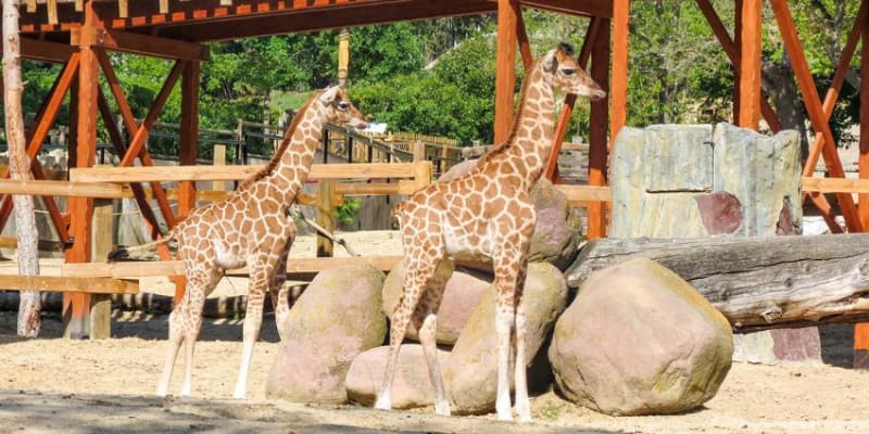 Zoo Aquarium de Madrid Tickets