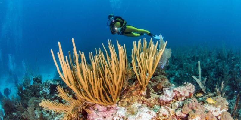 Doha Scuba Diving Tickets