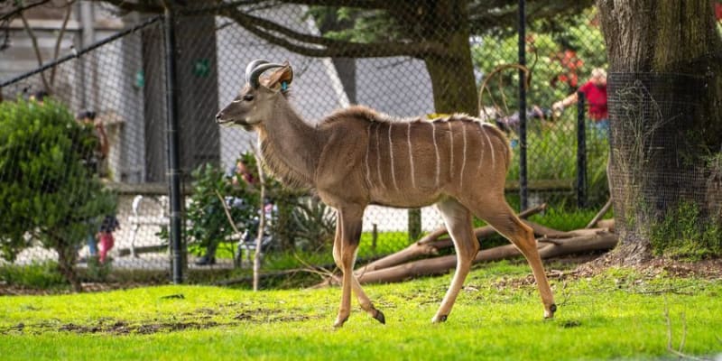 San Francisco Zoo Tickets