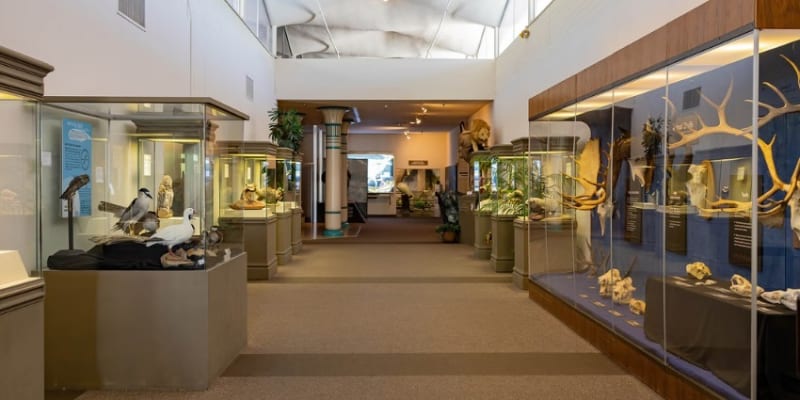 Las Vegas Natural History Museum Tickets